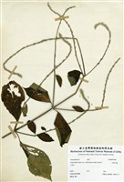 藏品(臺灣牛膝)的圖片
